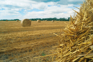 Fototapeta na wymiar straw bales in a field
