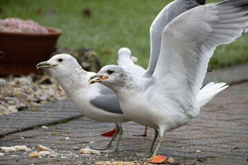 Two seagulls in the garden