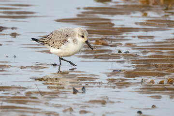 Sanderling
