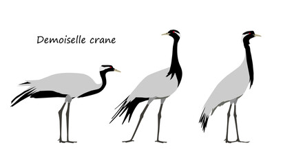 Obraz premium Demoiselle crane isolated on white background. Vector illustration