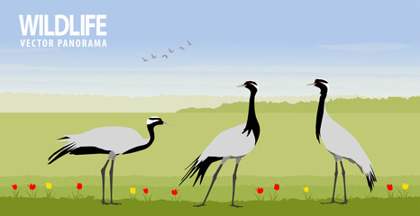Demoiselle cranes in steppe. Vector illustration