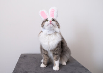 Cute funny gray cat in bunny ears sits on a white background. Cat in suit for easter