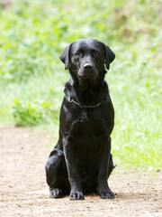 Black Labrador