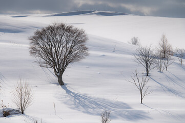 冬美瑛素晴らしい雪影のある時間