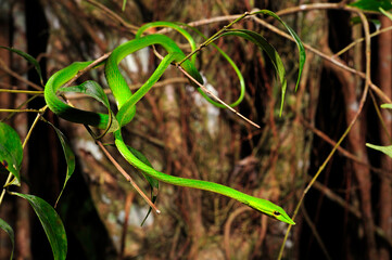 Baumschnüffler, Nasen-Peitschennatter // green vine snake (Ahaetulla nasuta) - Sri Lanka