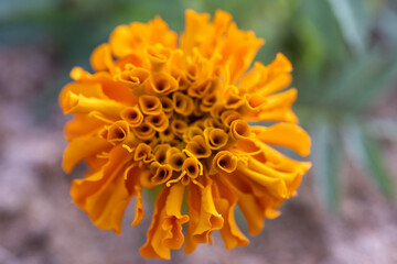 Orange Mexican Marigold flower (Tagetes) in the sunflower family (Asteraceae) macro close up top detailed view with blurred defocused background.