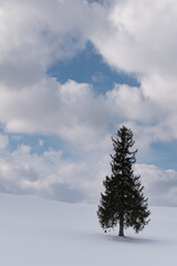 晴れた日の冬美瑛クリスマスツリーの木