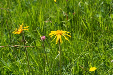 Echte Arnika oder Bergwohlverleih, Arnica montana. Heilpflanze. Seiser Alm, Dolomiten, Südtirol.