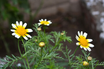 yellow flowers in the garden