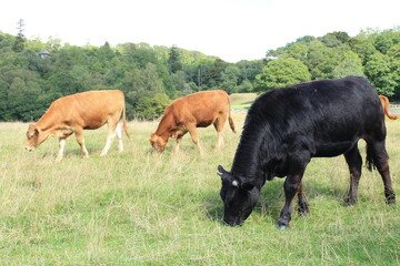 cows grazing in a field