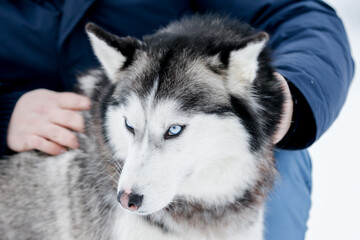 Portrait of a Siberian husky, friendship forever. Pet. Husky