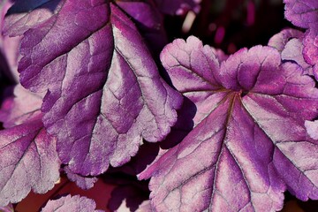 Liście bardzo efektownie ubarwionej odmiany żurawki (Heuchera 'Forever purple') © Lancan