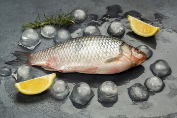 Common carp on black background