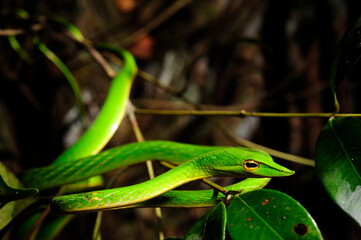 green vine snake // Baumschnüffler, Nasen-Peitschennatter (Ahaetulla nasuta) - Sri Lanka