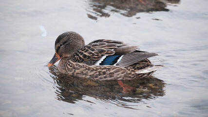 duck in the water