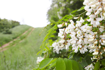 Acacia tree blooming in the spring. Flowers branch with a green background. White acacia flowering,...