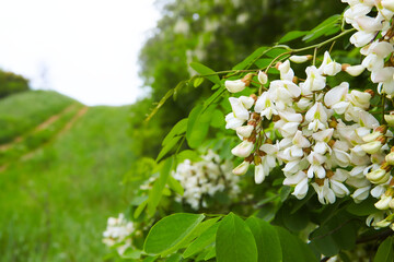 Acacia tree blooming in the spring. Flowers branch with a green background. White acacia flowering,...