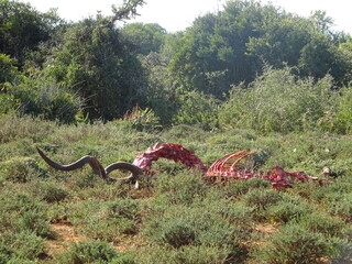 Kudu devorado por leones, Sudáfrica.
