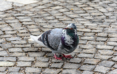 Pigeon on the street
