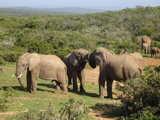 Fototapeta na wymiar Abrazo entre elefantes, Sudáfrica.