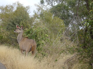 Hembra kudu salvaje, Sudáfrica.