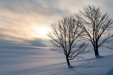 木のある風景冬美瑛の丘一日の始まり