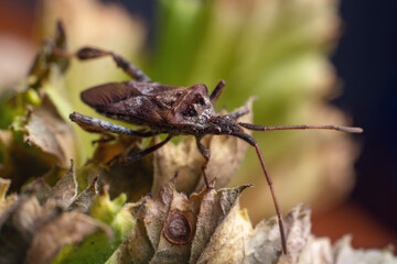 Western Conifer Seed Bug Leptoglossus occidentalis on a green leaf