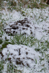 Frische aufgeworfener Maulwurfshügel im Schnee.