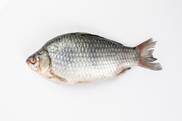 Common carp on black background