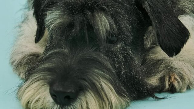 Portrait of a lying mittelschnauzer in the studio on a bluish background. Close up of a dog's muzzle. The pet wiggles its shaggy eyebrows in a funny way. Slow motion.