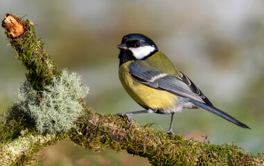 Great Tit on a moss covered branch