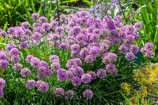 Allium carinatum subsp pulchellum 'Tubergens' a summer plant with a pink blue summertime flower in August and September and commonly known as flowering onion or keeled garlic, stock photo image