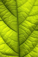 Obraz na płótnie Canvas Green leaf texture Avocado