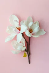 Gordijnen beautiful white magnolia flowers isolated on pink, floral card, still life, top view, flat lay © zakalinka