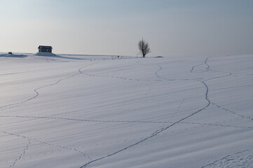 足跡のある美瑛雪の大地