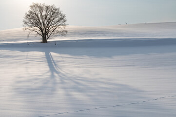 早朝美瑛の雪影