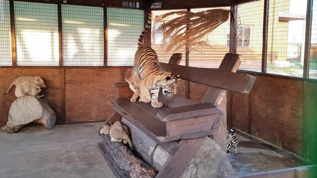 A tiger cub and a lion cub in a cage play with each other. tiger cub in a cage. lion cub in a cage