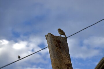 A lone bird perched on a street pole