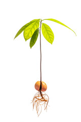 Complete avocado tree. Acocado plant with roots isolated on white background.  - 409212497