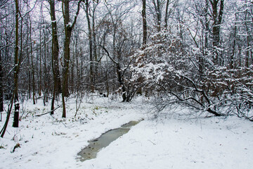 Winter landscape with falling snow. Snow forest, snow is falling. Christmas Winter New Year background magnificent scenery. Cold temperature