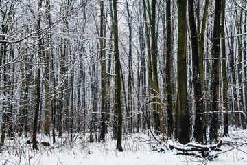 Fototapeta premium Winter landscape with falling snow. Snow forest, snow is falling. Christmas Winter New Year background magnificent scenery. Cold temperature