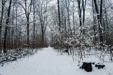 Winter landscape with falling snow. Snow forest, snow is falling. Christmas Winter New Year background magnificent scenery. Cold temperature