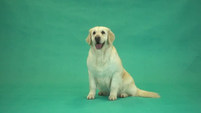 golden retriever sitting on a green screen