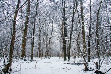 Winter landscape with falling snow. Snow forest, snow is falling. Christmas Winter New Year background magnificent scenery. Cold temperature