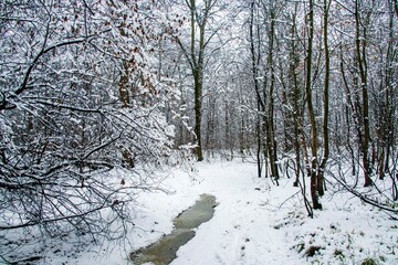 Winter landscape with falling snow. Snow forest, snow is falling. Christmas Winter New Year background magnificent scenery. Cold temperature