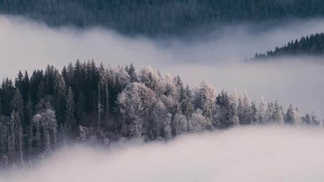 Time lapse of distant dark mountain hills covered with dense pine forest surrounded with white fast moving foggy clouds in winter.