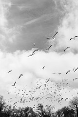 Cielo nublado repleto de pájaros