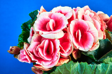 detail of red begonia flowers against blue background