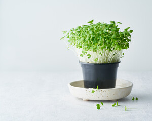 Bok choy microgreens in pot on plate. Aragula, edible root vegetable. Young plants, seedlings and sprouts. Macro,close up, white background