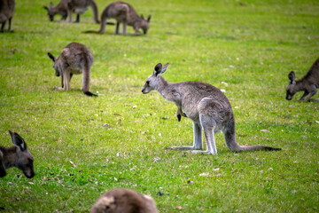 Eastern grey kangaroos grazing on green grass (scientific name macropus giganteus giganteus) © Galumphing Galah